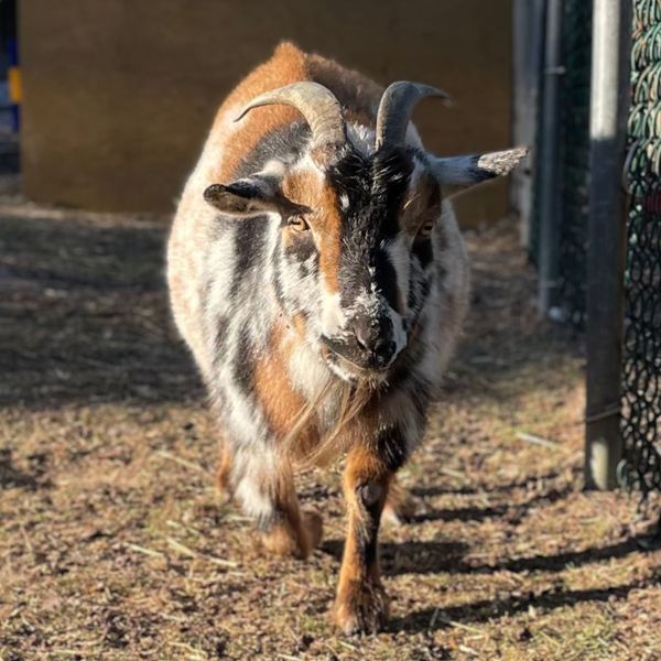 Popcorn Park Zoo