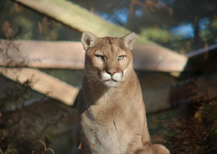 Popcorn Park Zoo